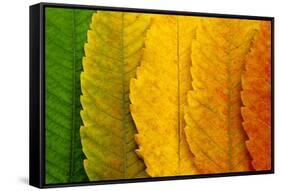 Close Up of Autumn Leaves-rodho-Framed Stretched Canvas