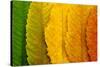 Close Up of Autumn Leaves-rodho-Stretched Canvas