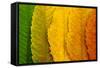 Close Up of Autumn Leaves-rodho-Framed Stretched Canvas