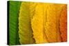 Close Up of Autumn Leaves-rodho-Stretched Canvas