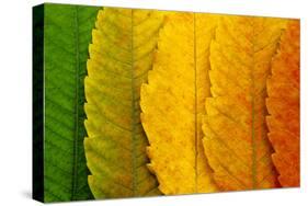 Close Up of Autumn Leaves-rodho-Stretched Canvas