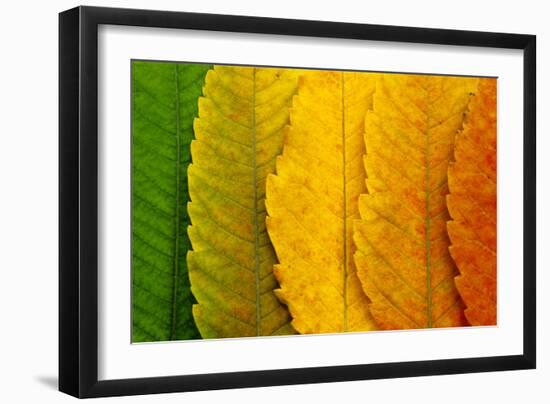 Close Up of Autumn Leaves-rodho-Framed Photographic Print