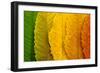 Close Up of Autumn Leaves-rodho-Framed Photographic Print