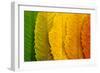 Close Up of Autumn Leaves-rodho-Framed Photographic Print