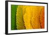 Close Up of Autumn Leaves-rodho-Framed Photographic Print