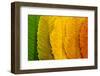 Close Up of Autumn Leaves-rodho-Framed Photographic Print