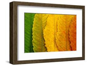 Close Up of Autumn Leaves-rodho-Framed Photographic Print