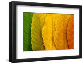 Close Up of Autumn Leaves-rodho-Framed Photographic Print