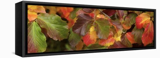 Close up of autumn leaves-Panoramic Images-Framed Stretched Canvas