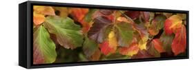 Close up of autumn leaves-Panoramic Images-Framed Stretched Canvas