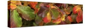 Close up of autumn leaves-Panoramic Images-Stretched Canvas