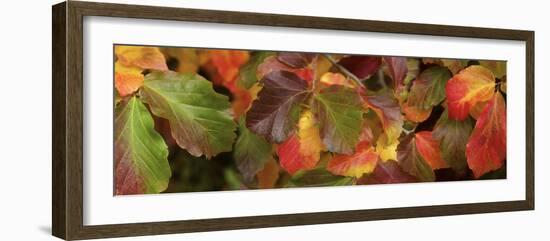 Close up of autumn leaves-Panoramic Images-Framed Photographic Print