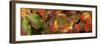 Close up of autumn leaves-Panoramic Images-Framed Photographic Print