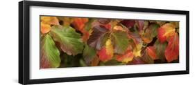 Close up of autumn leaves-Panoramic Images-Framed Photographic Print