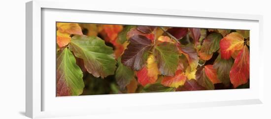 Close up of autumn leaves-Panoramic Images-Framed Photographic Print