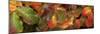 Close up of autumn leaves-Panoramic Images-Mounted Photographic Print