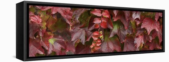 Close up of autumn leaves-Panoramic Images-Framed Stretched Canvas