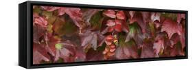 Close up of autumn leaves-Panoramic Images-Framed Stretched Canvas