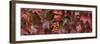 Close up of autumn leaves-Panoramic Images-Framed Photographic Print