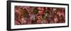 Close up of autumn leaves-Panoramic Images-Framed Photographic Print