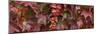 Close up of autumn leaves-Panoramic Images-Mounted Photographic Print