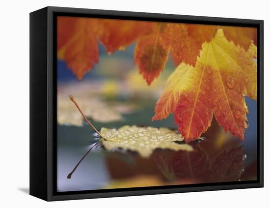 Close-up of Autumn Vine Maple Leaves Reflecting in Pool of Water, Bellingham, Washington, USA-Steve Satushek-Framed Stretched Canvas