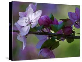 Close-Up of Azalea Flowers and Buds, Winterthur Gardens, Delaware, USA-null-Stretched Canvas