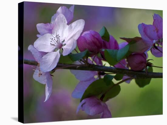 Close-Up of Azalea Flowers and Buds, Winterthur Gardens, Delaware, USA-null-Stretched Canvas