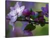 Close-Up of Azalea Flowers and Buds, Winterthur Gardens, Delaware, USA-null-Stretched Canvas