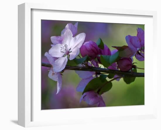 Close-Up of Azalea Flowers and Buds, Winterthur Gardens, Delaware, USA-null-Framed Premium Photographic Print