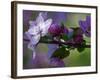 Close-Up of Azalea Flowers and Buds, Winterthur Gardens, Delaware, USA-null-Framed Photographic Print