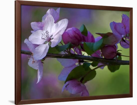 Close-Up of Azalea Flowers and Buds, Winterthur Gardens, Delaware, USA-null-Framed Photographic Print