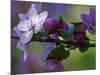 Close-Up of Azalea Flowers and Buds, Winterthur Gardens, Delaware, USA-null-Mounted Photographic Print
