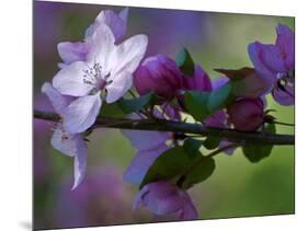 Close-Up of Azalea Flowers and Buds, Winterthur Gardens, Delaware, USA-null-Mounted Photographic Print