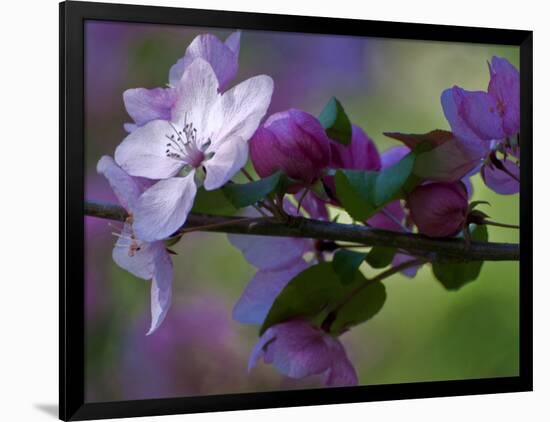 Close-Up of Azalea Flowers and Buds, Winterthur Gardens, Delaware, USA-null-Framed Photographic Print