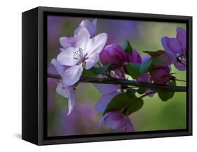 Close-Up of Azalea Flowers and Buds, Winterthur Gardens, Delaware, USA-null-Framed Stretched Canvas