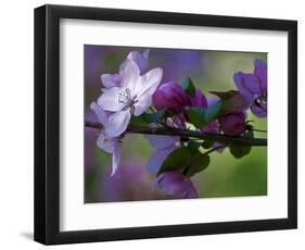 Close-Up of Azalea Flowers and Buds, Winterthur Gardens, Delaware, USA-null-Framed Photographic Print