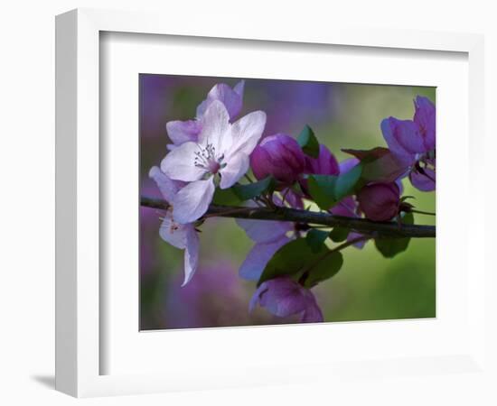 Close-Up of Azalea Flowers and Buds, Winterthur Gardens, Delaware, USA-null-Framed Photographic Print