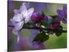 Close-Up of Azalea Flowers and Buds, Winterthur Gardens, Delaware, USA-null-Stretched Canvas