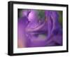 Close-Up of Azalia Flowers-Jon Arnold-Framed Photographic Print