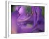 Close-Up of Azalia Flowers-Jon Arnold-Framed Photographic Print