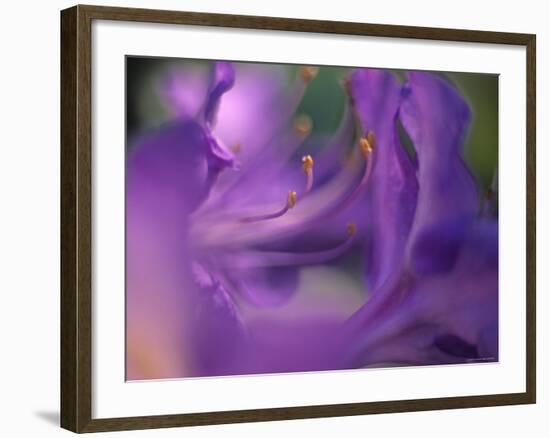 Close-Up of Azalia Flowers-Jon Arnold-Framed Photographic Print