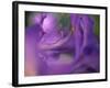 Close-Up of Azalia Flowers-Jon Arnold-Framed Photographic Print