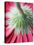 Close-Up of Back of Red Gerbera Daisy-Clive Nichols-Stretched Canvas