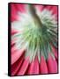 Close-Up of Back of Red Gerbera Daisy-Clive Nichols-Framed Stretched Canvas