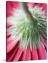 Close-Up of Back of Red Gerbera Daisy-Clive Nichols-Stretched Canvas