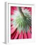 Close-Up of Back of Red Gerbera Daisy-Clive Nichols-Framed Photographic Print