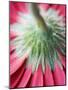 Close-Up of Back of Red Gerbera Daisy-Clive Nichols-Mounted Photographic Print