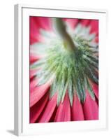 Close-Up of Back of Red Gerbera Daisy-Clive Nichols-Framed Photographic Print