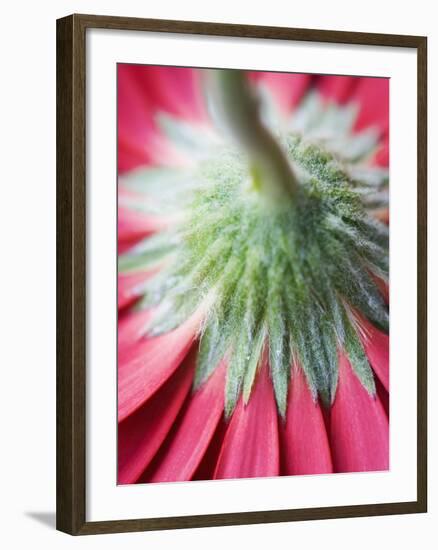 Close-Up of Back of Red Gerbera Daisy-Clive Nichols-Framed Photographic Print